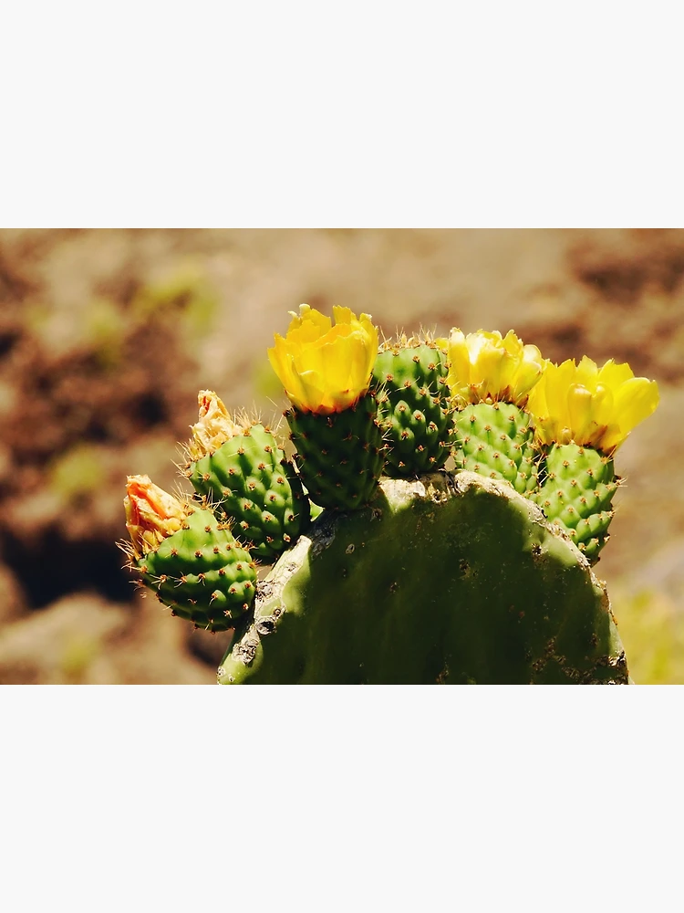 Prickly pear yellow cactus flower