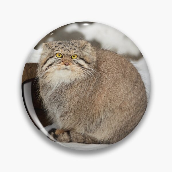 Item preview, Eve the Pallas's Cat is enjoying a sunny day designed and sold by Manulization.