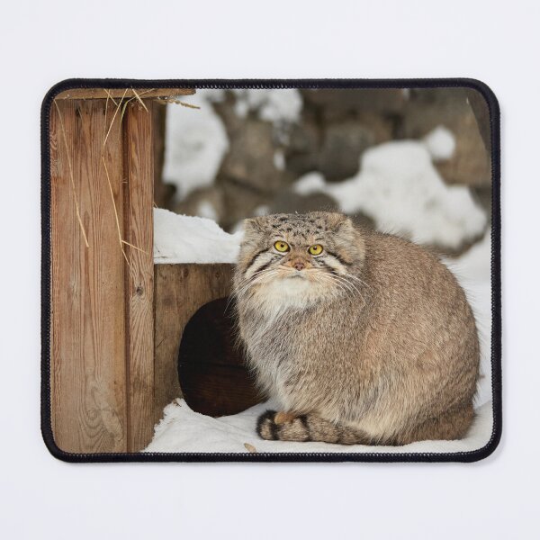 Item preview, Eve the Pallas's Cat is enjoying a sunny day designed and sold by Manulization.