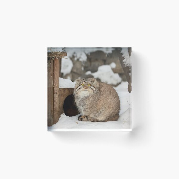 Item preview, Eve the Pallas's Cat is enjoying a sunny day designed and sold by Manulization.