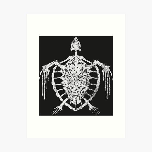 Turtle skeleton/complete skeleton/real bones/exquisite artwork 