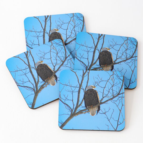 Item preview, V0029 Bald Eagle designed and sold by photographyemd.