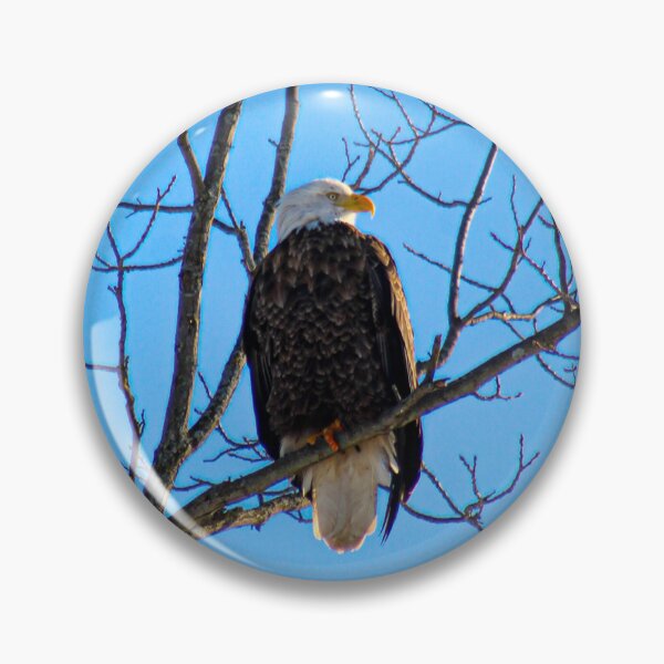 Item preview, V0029 Bald Eagle designed and sold by photographyemd.
