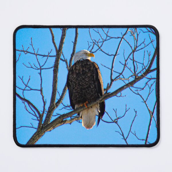 Item preview, V0029 Bald Eagle designed and sold by photographyemd.