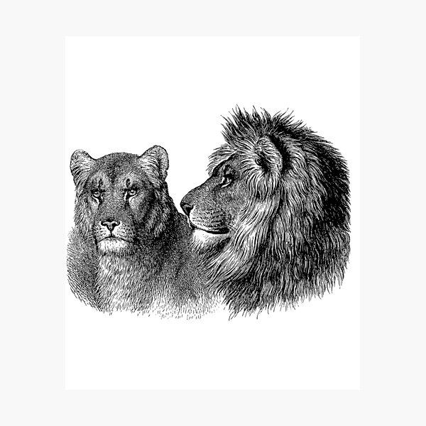 Láminas fotográficas: Pareja De Leones | Redbubble