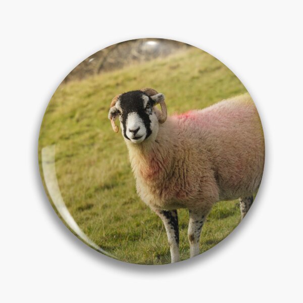 Item preview, Swaledale Sheep, Yorkshire Dales designed and sold by heidipics.