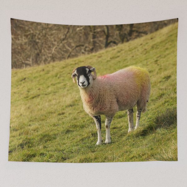 Artikelvorschau, Swaledale Sheep, Yorkshire Dales entworfen und verkauft von heidipics.