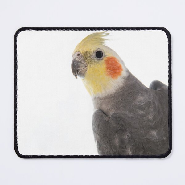 Item preview, Grey cockatiel on white background. Domestic wild animal bird. Beautiful cute parrot.  designed and sold by BumbleVee ☀️.