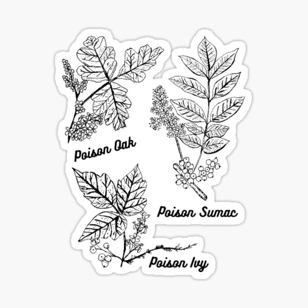 leaves-of-3-leave-it-be-sticker-for-sale-by-tiffy0991-redbubble