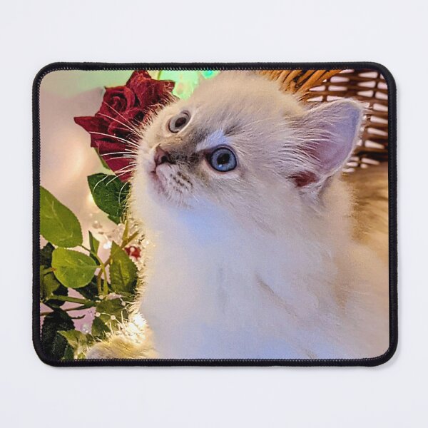 Item preview, Ragdoll kitten designed and sold by Fluffycat2020.