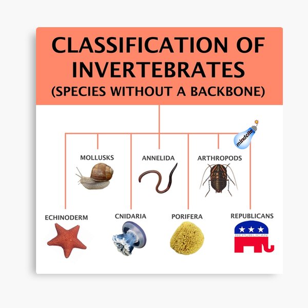 Invertebrate field guide Canvas Print