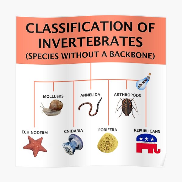 Invertebrate field guide  Poster