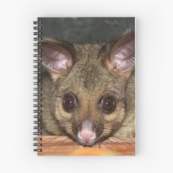 Artikelvorschau, Nettes australisches Opossum mit großen Augen entworfen und verkauft von FranWest.
