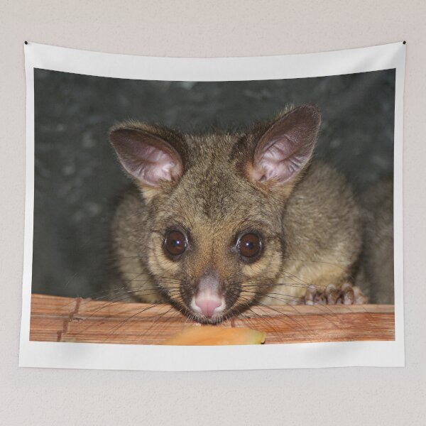 Item preview, Cute Australian Possum with big eyes designed and sold by FranWest.