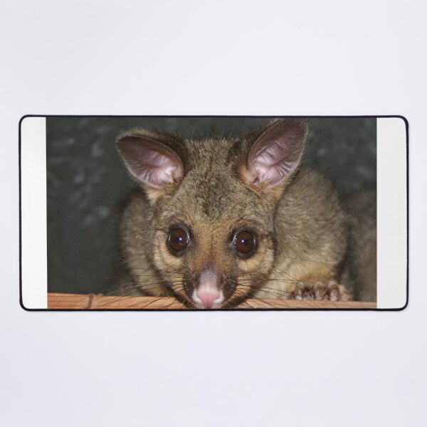 Item preview, Cute Australian Possum with big eyes designed and sold by FranWest.