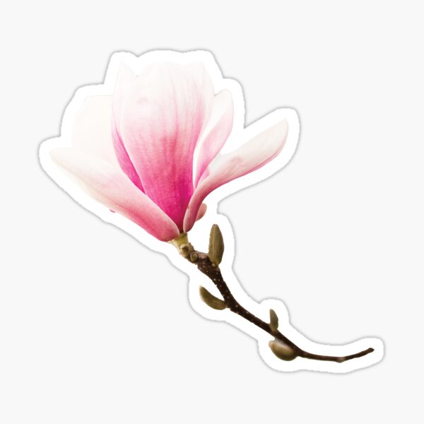 Item preview, Pink Magnolia Blossom | Isolated Magnolia Flower  designed and sold by WhimsyAndMojo.