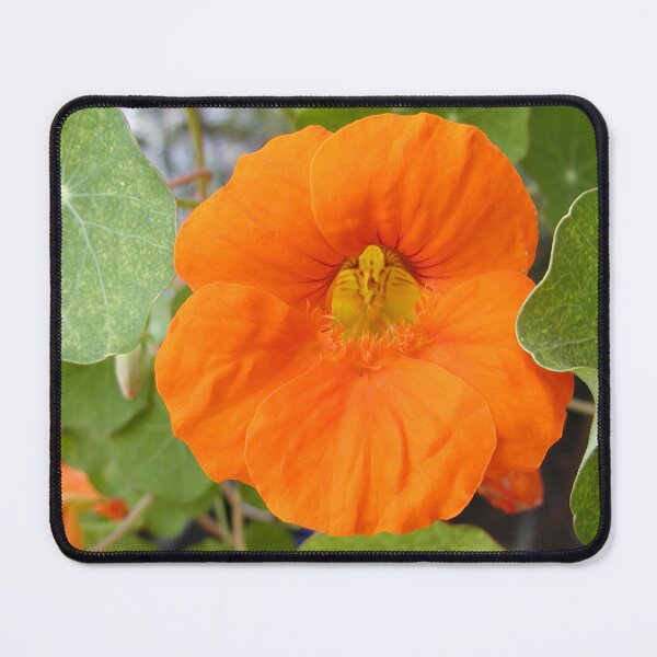 Item preview, Nasturtium Orange Flower designed and sold by MottoDigging.