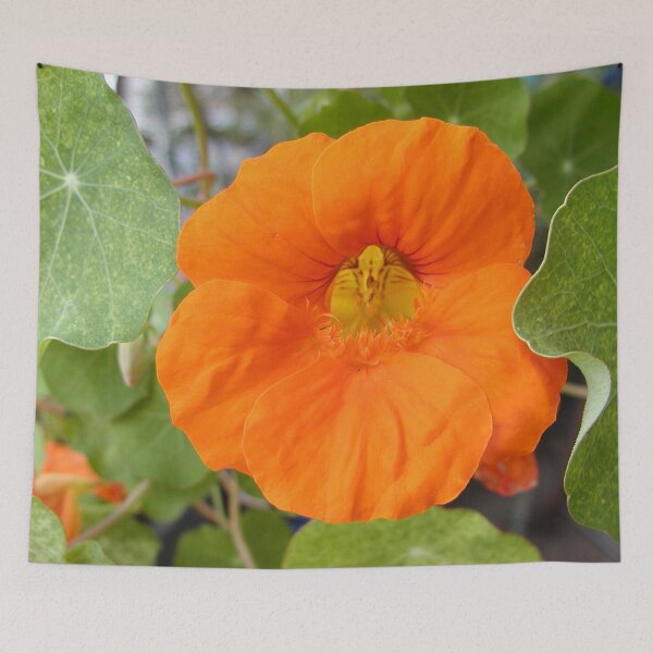 Item preview, Nasturtium Orange Flower designed and sold by MottoDigging.