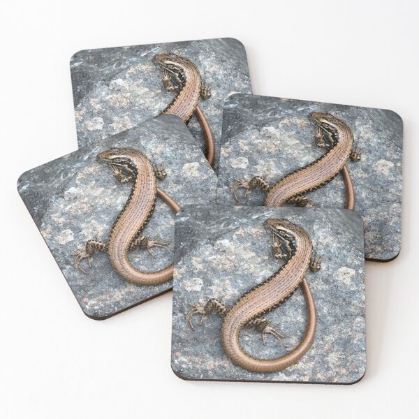 Item preview, Sun basking skink. designed and sold by DaveBassett.