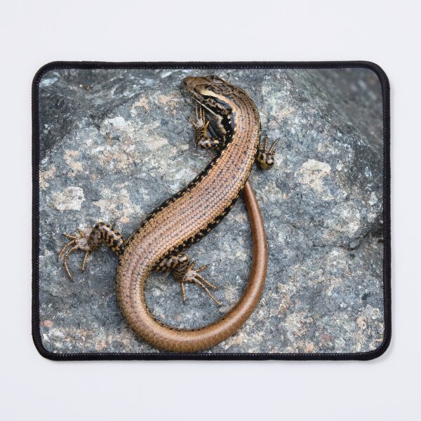 Item preview, Sun basking skink. designed and sold by DaveBassett.