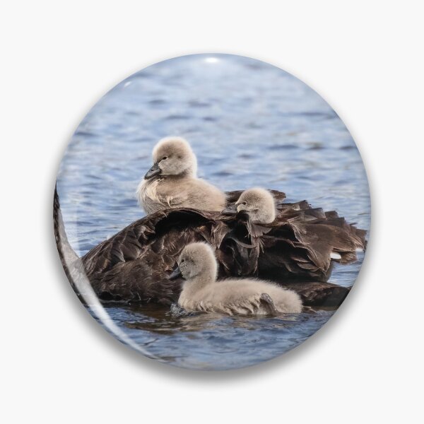 Item preview, Cygnets hitching a ride.  designed and sold by DaveBassett.
