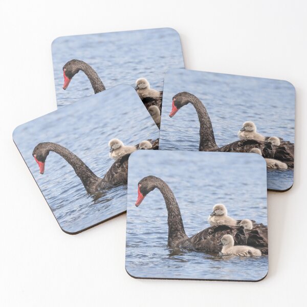 Item preview, Cygnets hitching a ride.  designed and sold by DaveBassett.