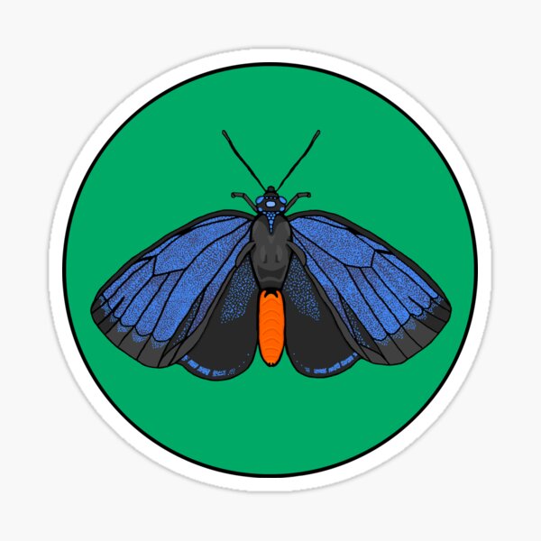 Atala Butterfly Sticker