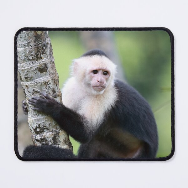 Item preview, Capuchin Monkey designed and sold by mlorenz.