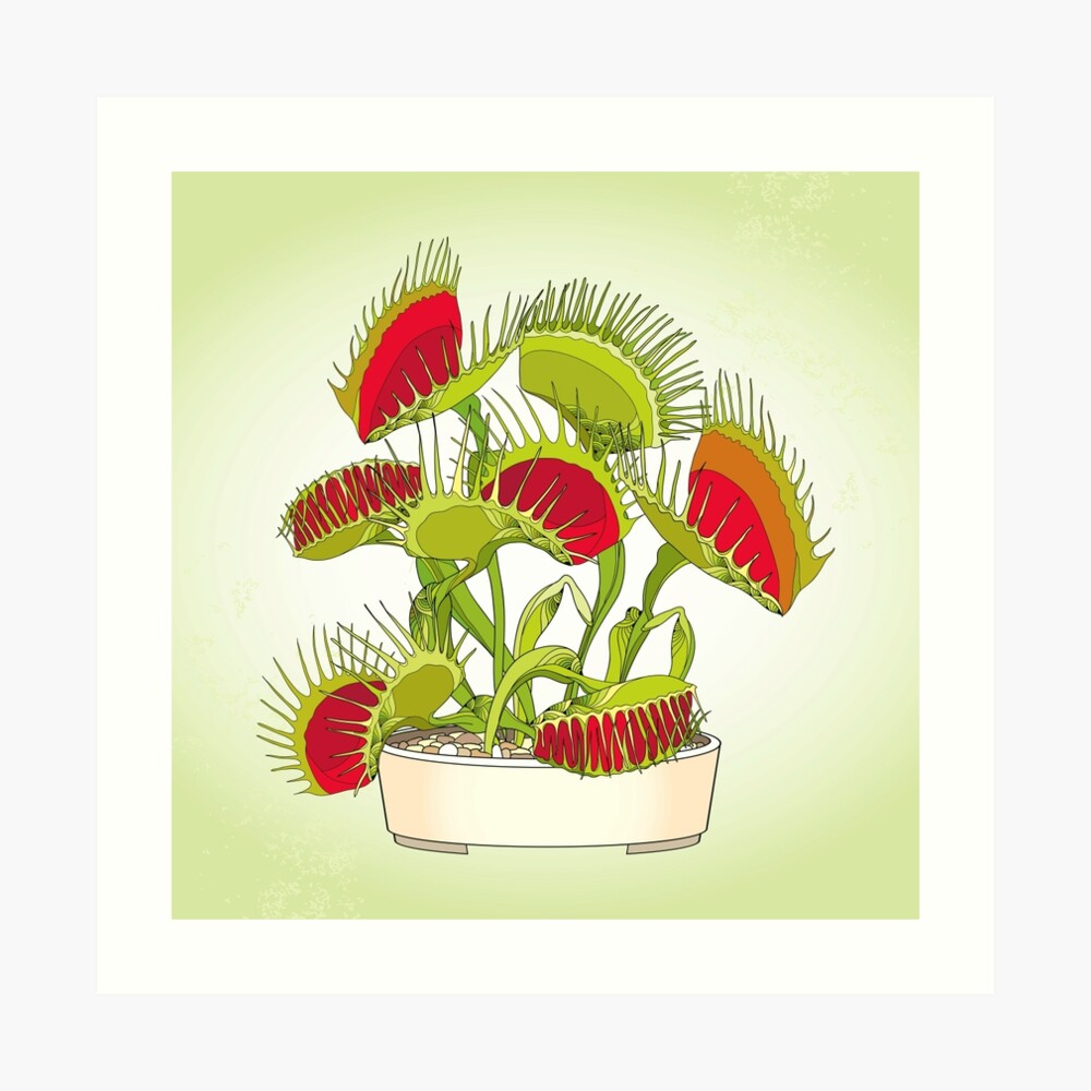 Giant venus fly trap, black and white, line drawing, coloring page on  Craiyon