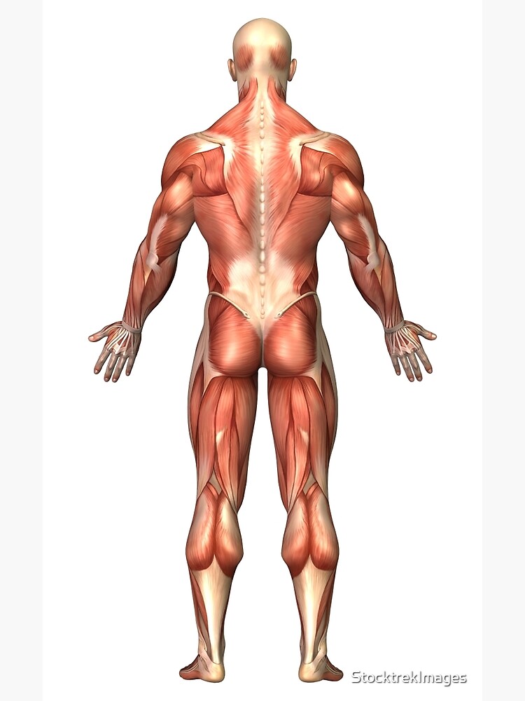 Anatomy of male muscular system, back view. Greeting Card