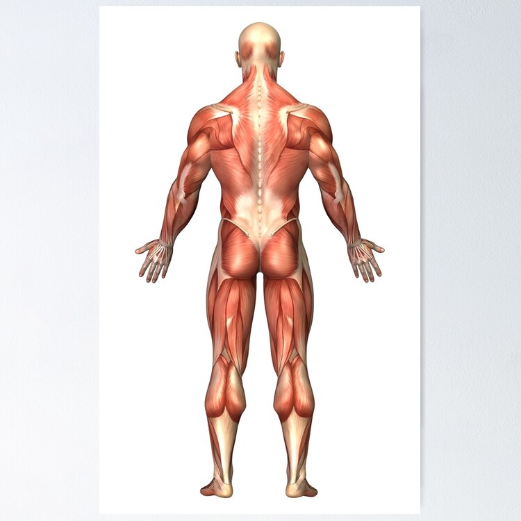 Anatomy of male muscular system, back view. Greeting Card