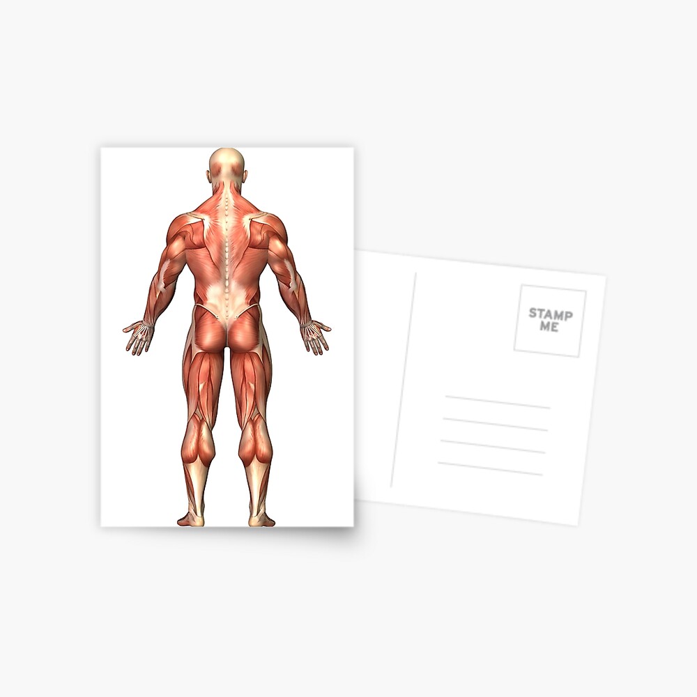 Anatomy of male muscular system, back view. Greeting Card