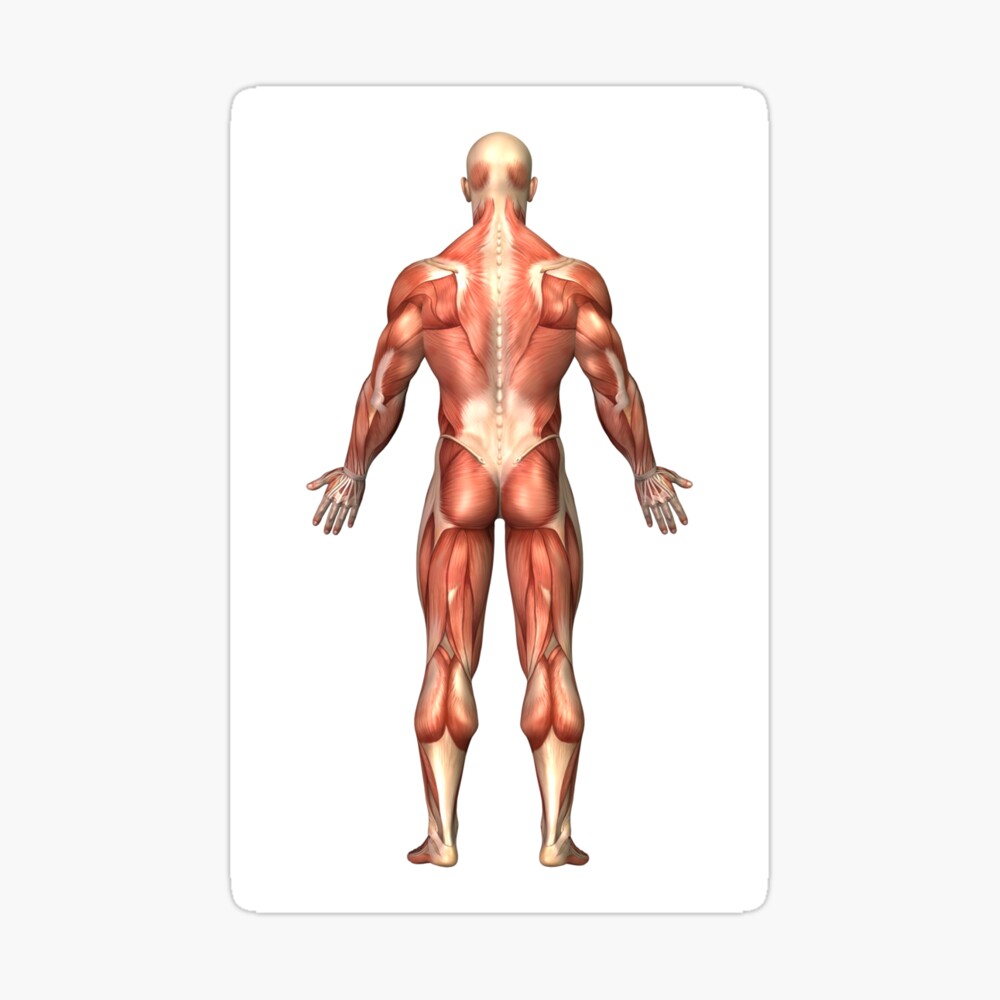 Anatomy of male muscular system, back view. Greeting Card