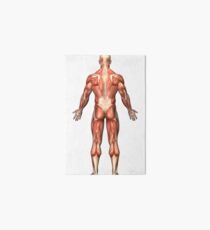 Anatomy of male muscular system, back view. Art Board