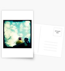 Wedding ducks Postcards