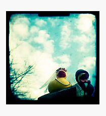 Wedding ducks Photographic Print