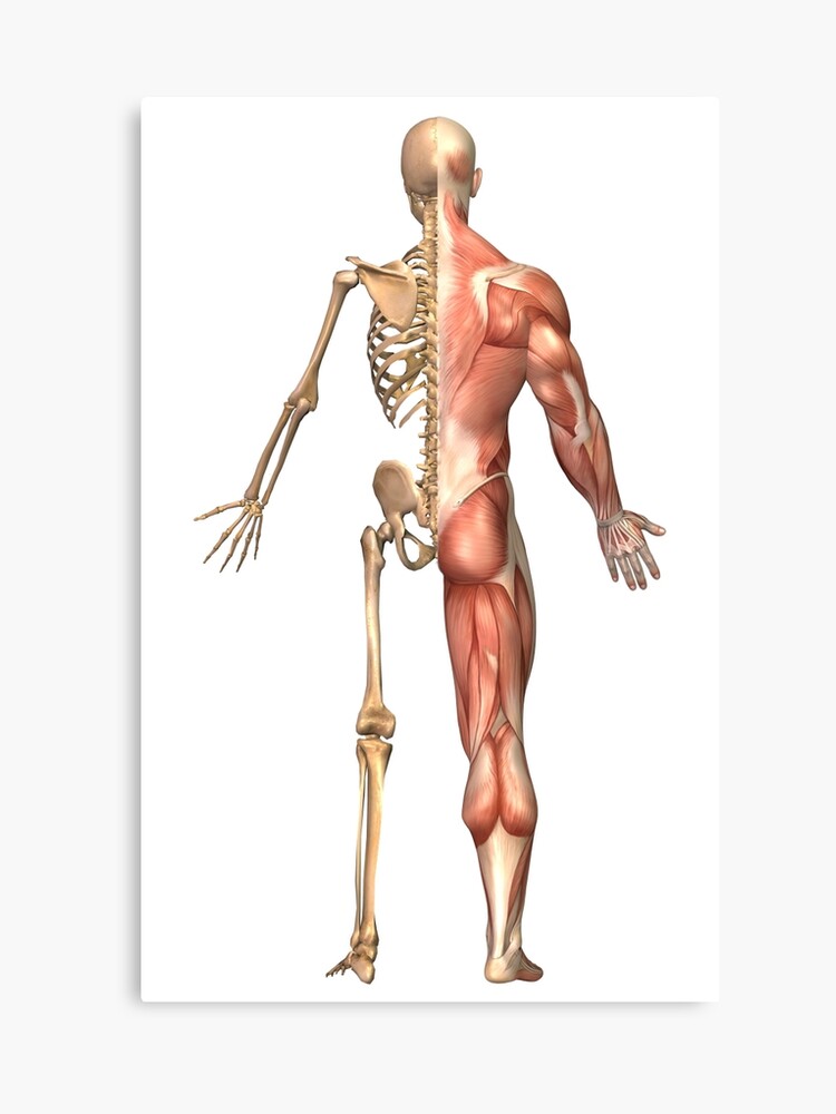 The Human Skeleton And Muscular System Back View Canvas Print - 