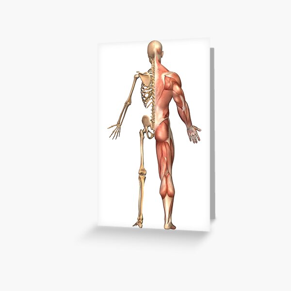Female Muscular System Back View Greeting Card By Stocktrekimages Redbubble