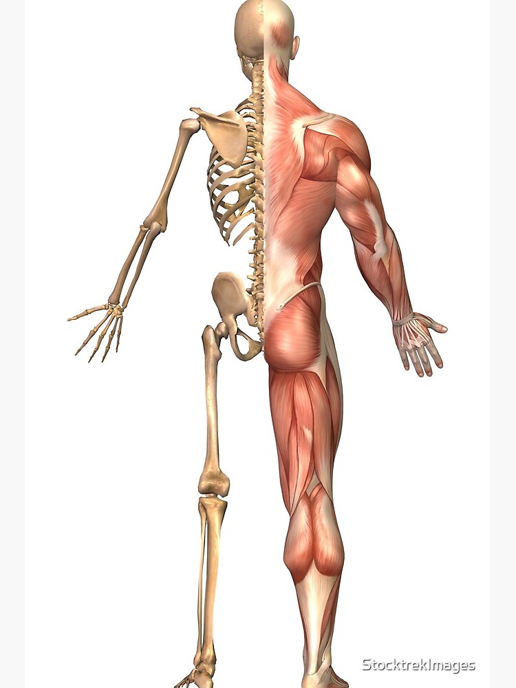 The Human Skeleton And Muscular System Back View Art Board Print By Stocktrekimages Redbubble