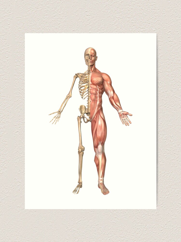 Строение скелет мышцы. Строение человека скелет мышцы кожа. Скелет с мышцами. Скелет с мышцами и сустава и человека. Костно мышечная система скелета.