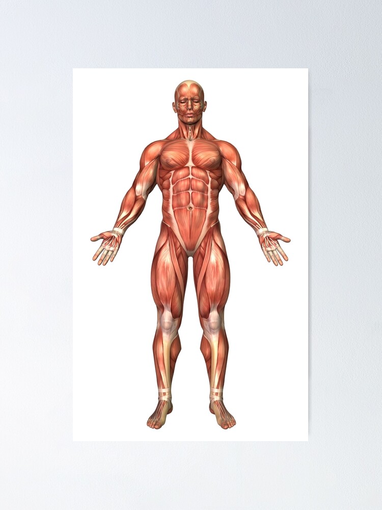 Anatomy Of Male Muscular System Front View Poster By Stocktrekimages Redbubble