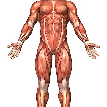 Photo about Anatomy of male muscular system - anterior view - full body.  Image of didactic, abdominus, fascia - 290…