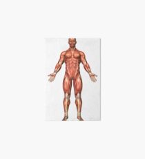 Anatomy of male muscular system, front view. Art Board