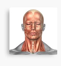 Anatomie der menschlichen Gesichts- und Nackenmuskulatur, Vorderansicht. Metalldruck