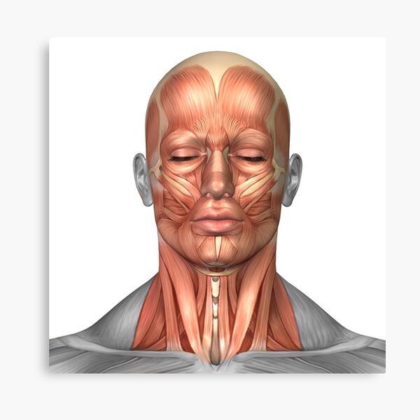 Anatomy of human face and neck muscles, front view. Canvas Print