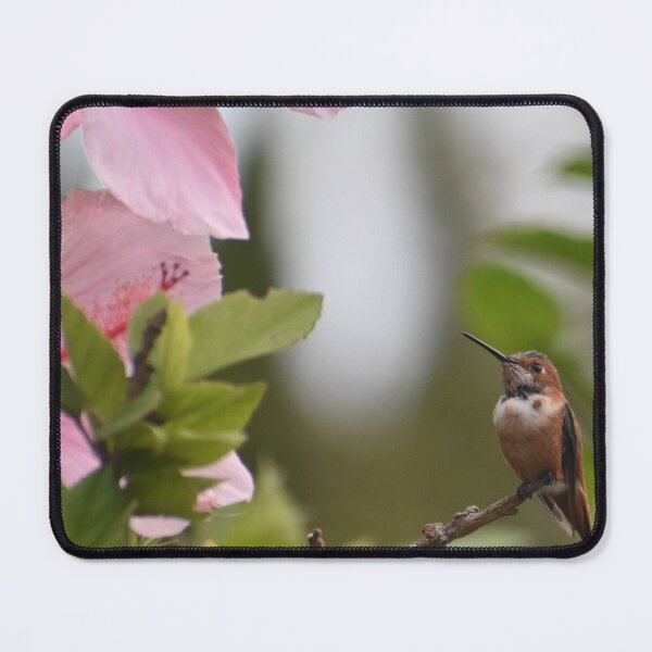 Item preview, Hummingbird And Pink Hibiscus Flower Photo By Concetta Ellis designed and sold by concettaellis.