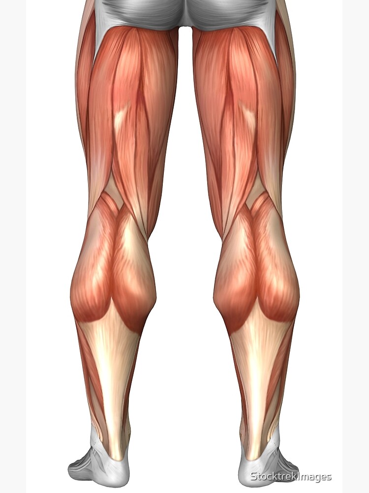 "Diagram illustrating muscle groups on back of human legs." Poster by StocktrekImages | Redbubble