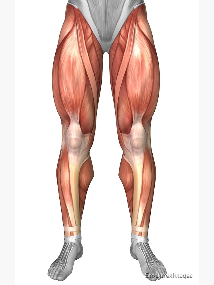 Diagram Illustrating Muscle Groups On Front Of Human Legs Greeting Card By Stocktrekimages Redbubble