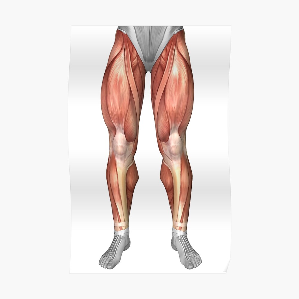 Diagram Illustrating Muscle Groups On Front Of Human Legs Sticker By Stocktrekimages Redbubble