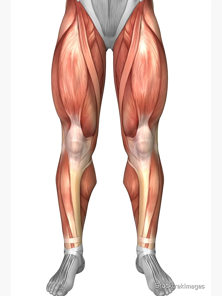 Muscles of the leg, artwork - Stock Image - C020/7451 - Science